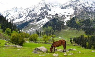 Kashmir