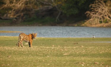 Jim Corbett Wildlife Safari