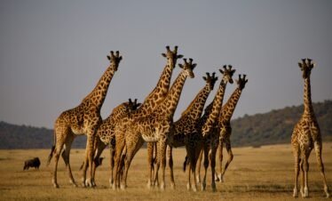 Tanzania